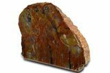 Polished Rainbow Petrified Wood Stand Up - Arizona #338295-2